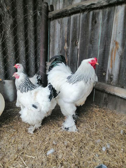 Продам півників  брама