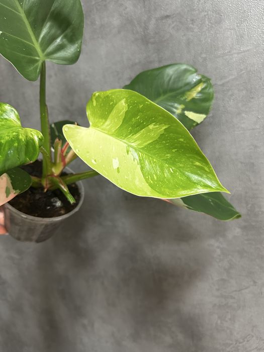 Філодендрон White Princess Tricolor Lime fresh aurea