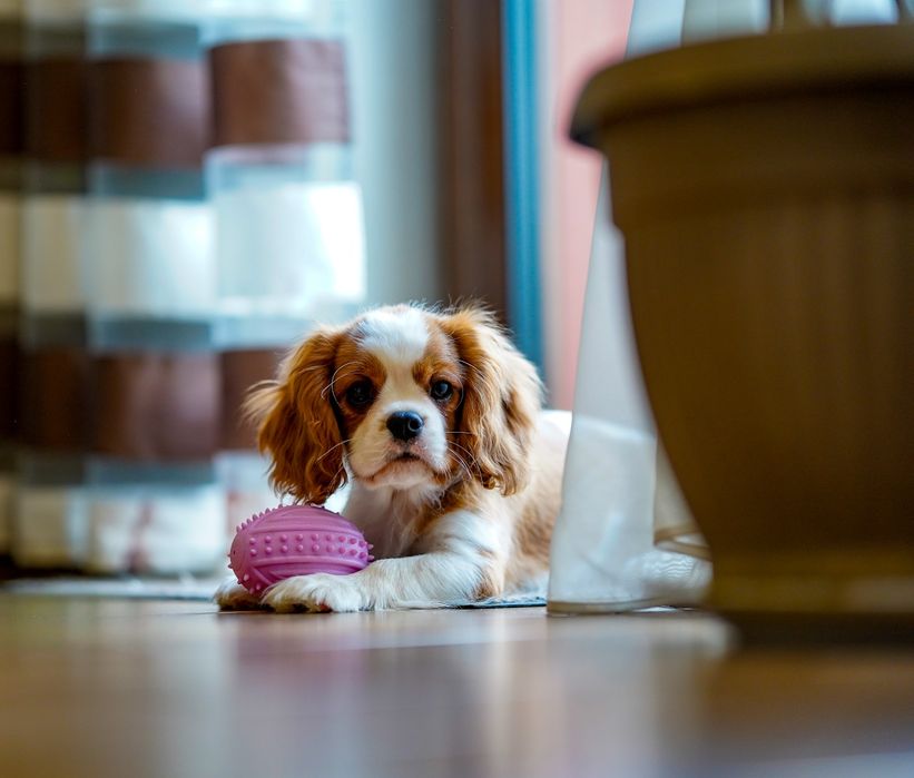 Cavalier King Charles Spaniel
