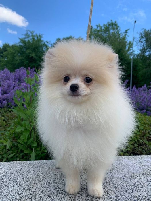 Шпиц, очень красивый щенок КСУ/FCI