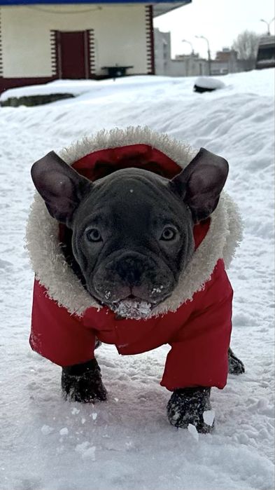 American bully exotic