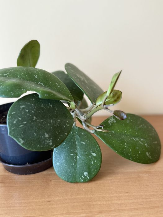 Hoya hoja obovata aktywnie rosnąca