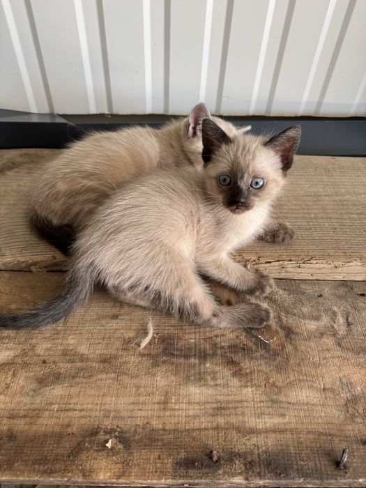 Gatinha para adoção