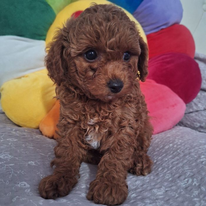 Той пудель хлопчик