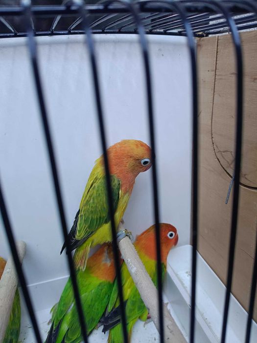 Nierozłączki 2025r