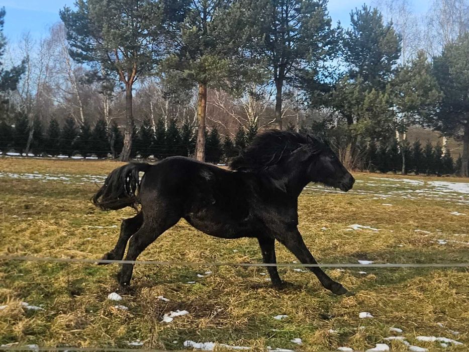 Koń, , 2-letnia Klacz obsługiwana przez dzieci