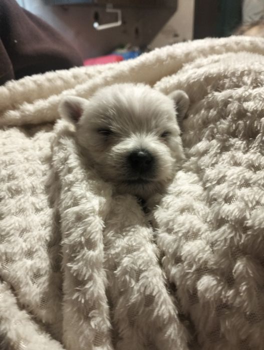 West highland white terrier