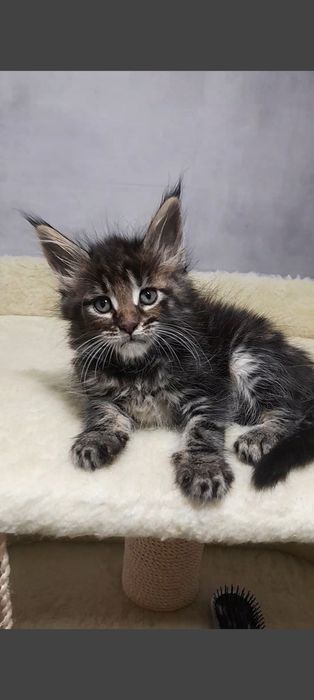 Мейн кун котик роскошный дикий окрас