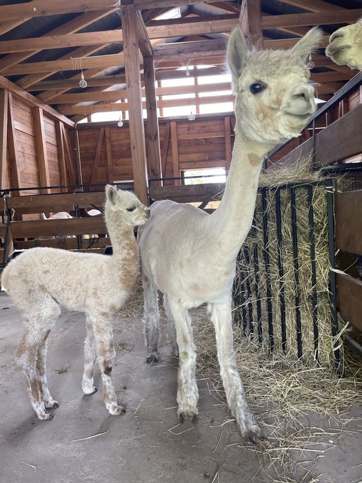 Alpaki- Appaloosa i Gey