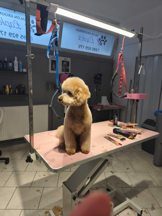 Szkolenie Groomerskie