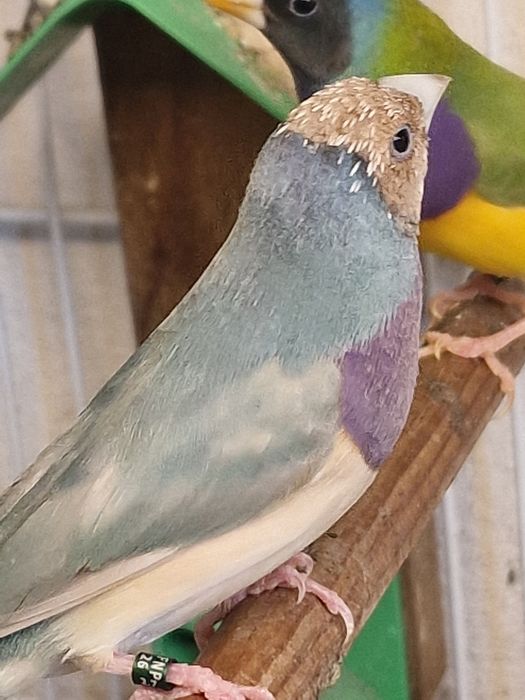 Diamantes de gould