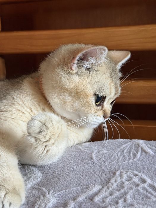 Дівчинка золота британка