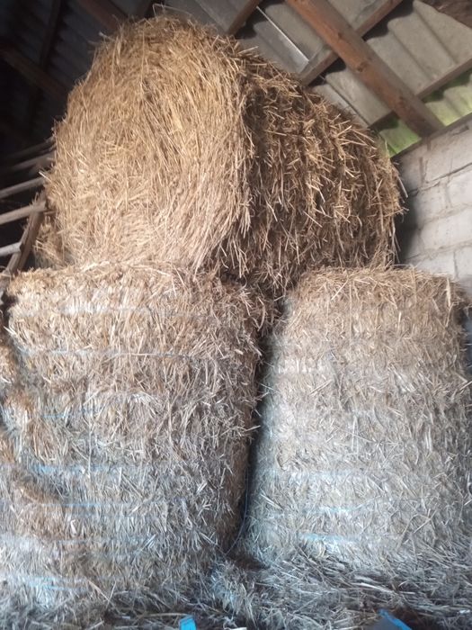 Sprzedam suchą słomę