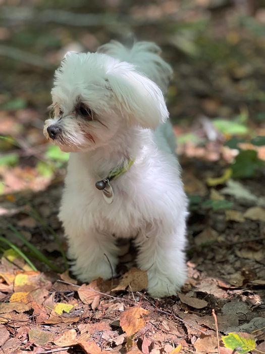 Вʼязка мальтезе , болонка, шукаємо дівчинку.