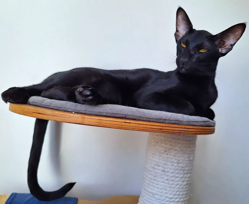 Чёрные ориентальные котята