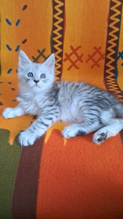 Kocurek z rodowodem FPL