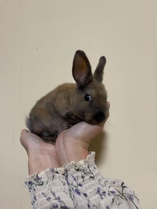 Кролики 1,5 місяців