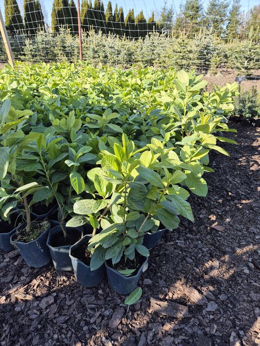 Laurowiśnia NOVITA żywopłot