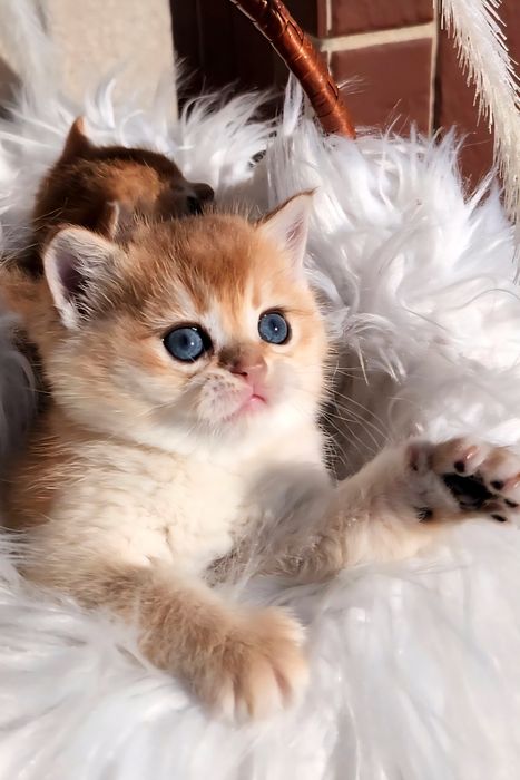 Шотландське кошеня золота шиншила