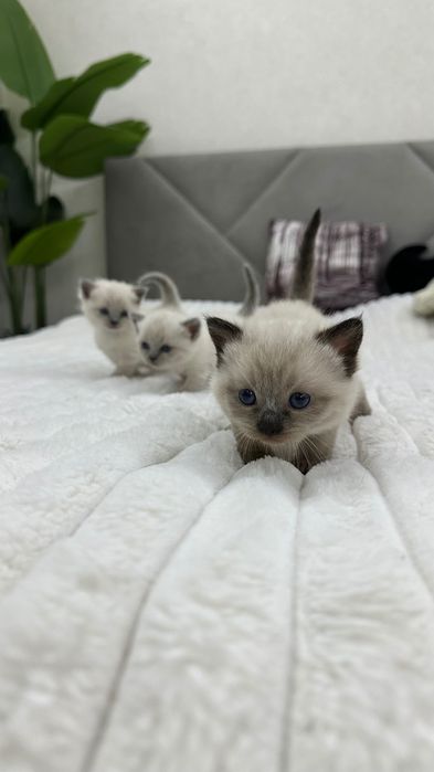 Кошеня невська маскарадна Хмельницький