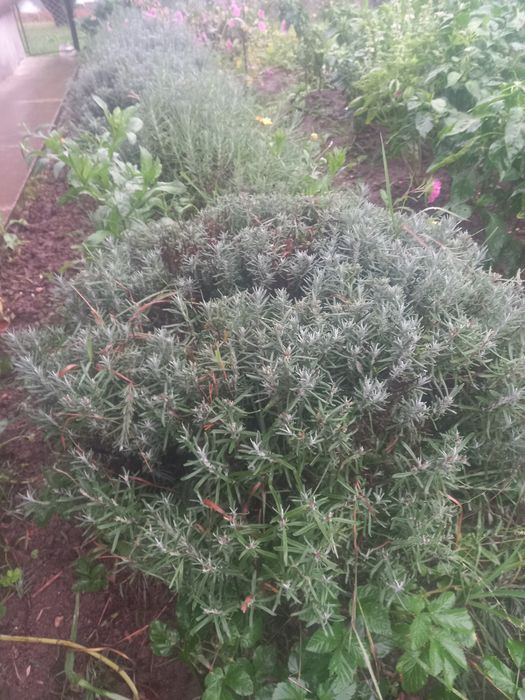 Продам лаванду...добре вкорінюється .  Не вибаглива