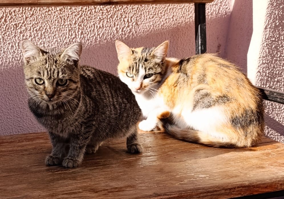 Кошенята різного віку