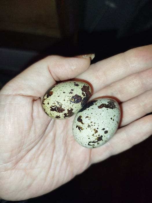 Інкубаційні яйця перепелині породи техас