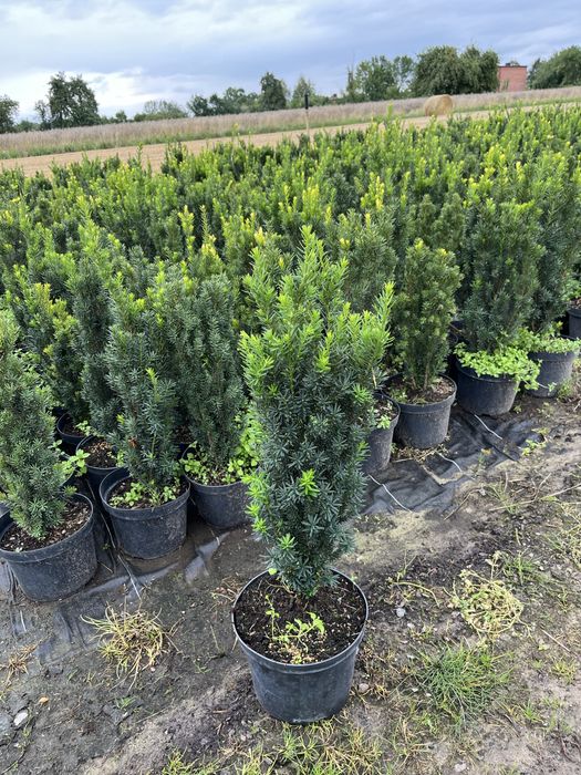 Laurowiśnia, cis, tuja brabant