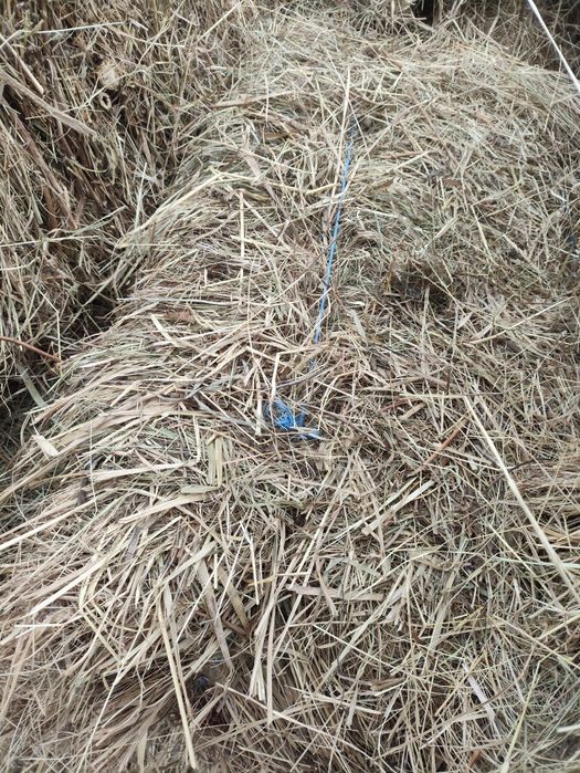 Сіно лугове в тюках