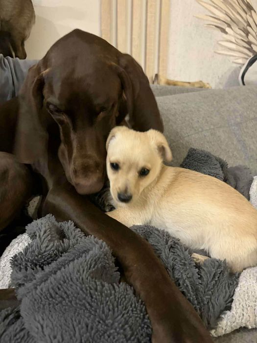 Beza 3 miesięczna 2,5 kg zaszczepiona adopcja.