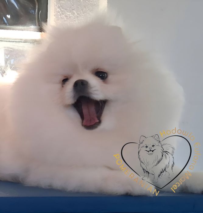 Pomeranian miniatura szpica