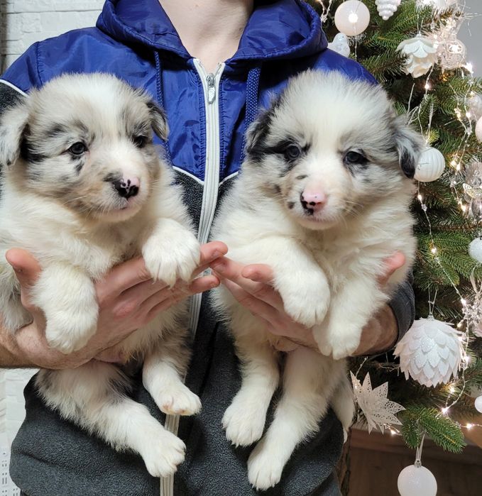Border Collie Maluszek