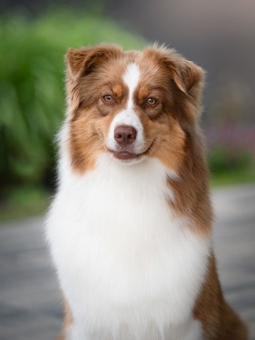 Plany hodowlane na jesień owczarek australijski Silva Sorelle ZKwP
