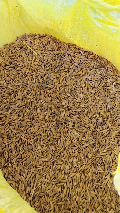 Owies tegoroczny 2025