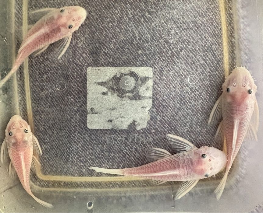 Parka ancistrus snow white 5-8 cm