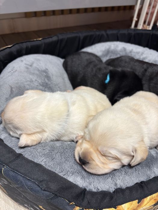 Labrador retriever,szczeniak z metryką ZKwP(FCI)
