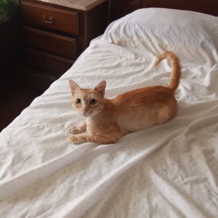Gato meigo para adoção