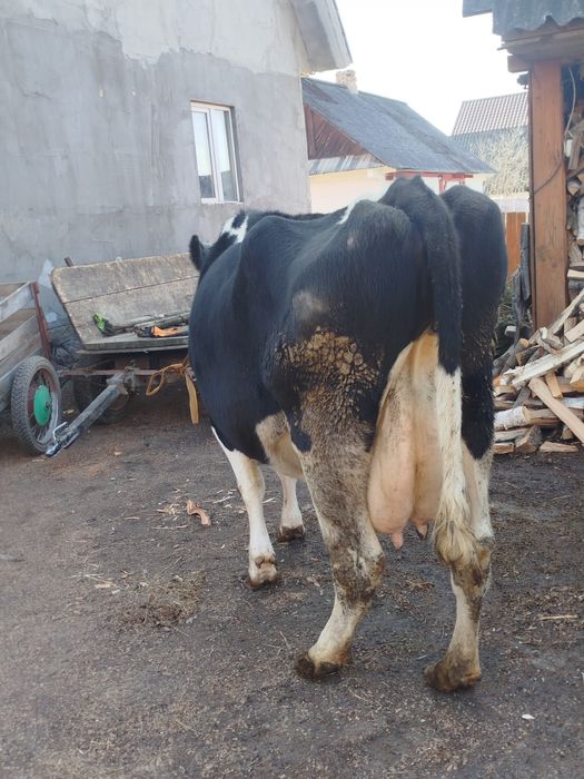 Продам добру корову