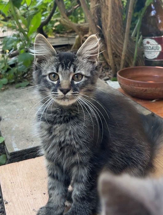 Котик у добрі руки