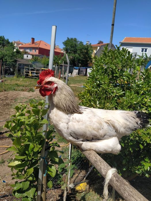 Frangos Caseiros ar livre