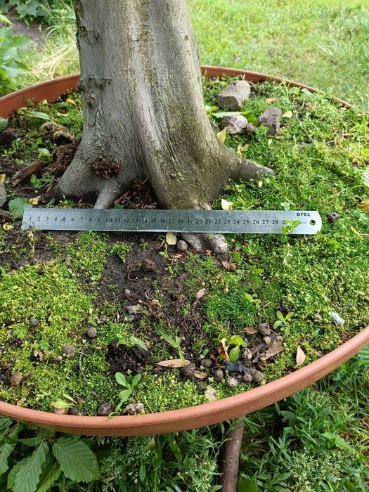 Grab bonsai yamadori