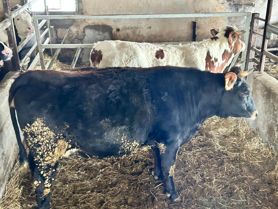 Jałówki wysokocielne