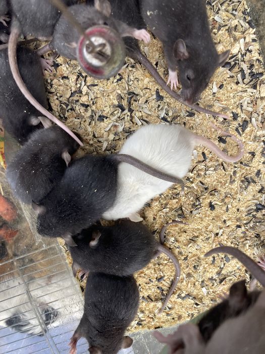 Пацючки на зоомагазин різноколярові