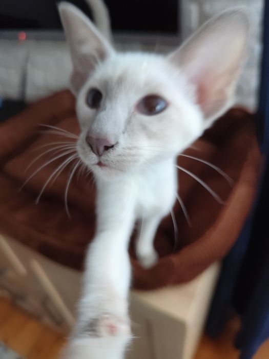 Kotka syjamska rodowód Fpl