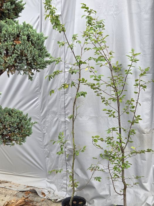 Grab pospolity, Carpinus betulus, na żywopłot
