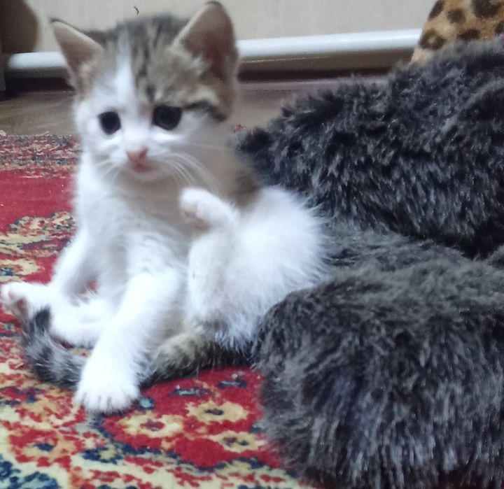 Віддам котика в добрі руки