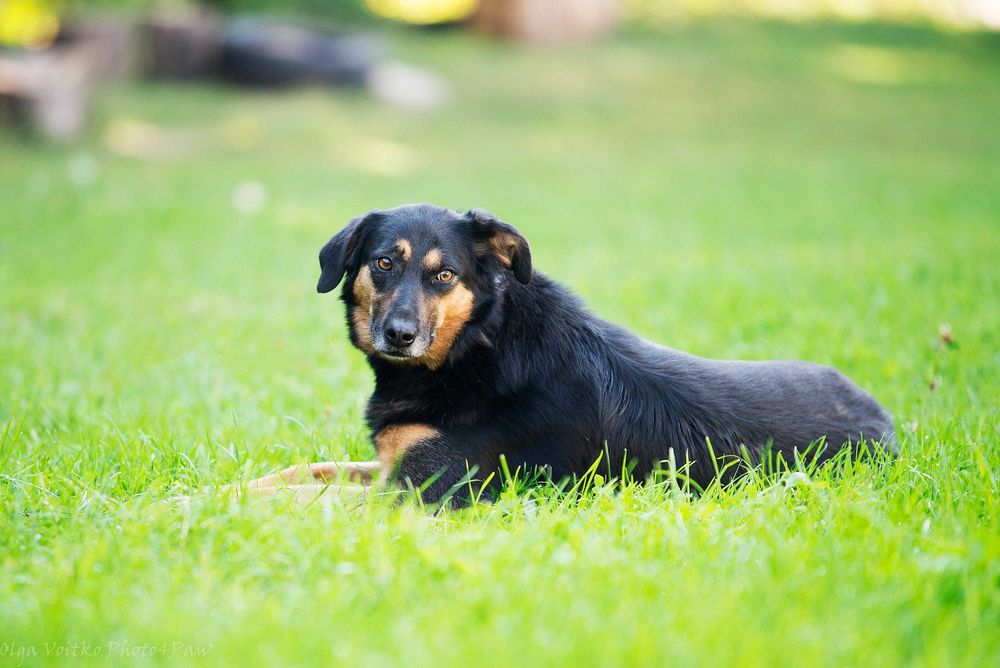 Отдам в хорошие руки послушную собаку Динару.