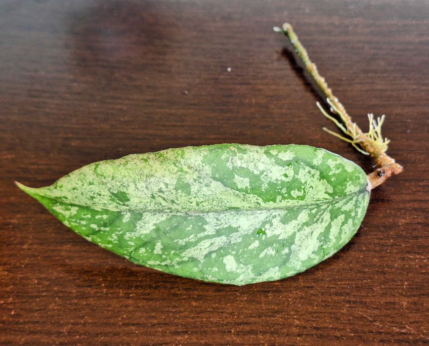 Hoya Bahoi (splash leaves)