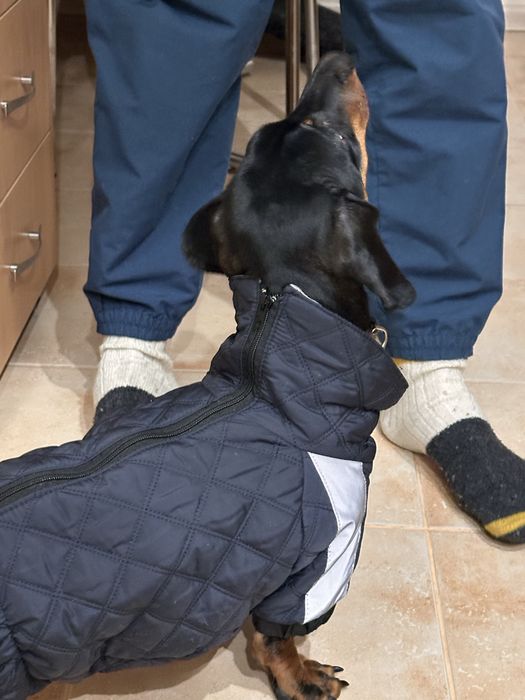 Комбінезон для  собаки