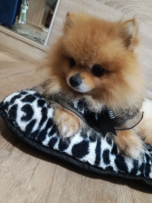 Piesek szpic miniaturowy szuka domku